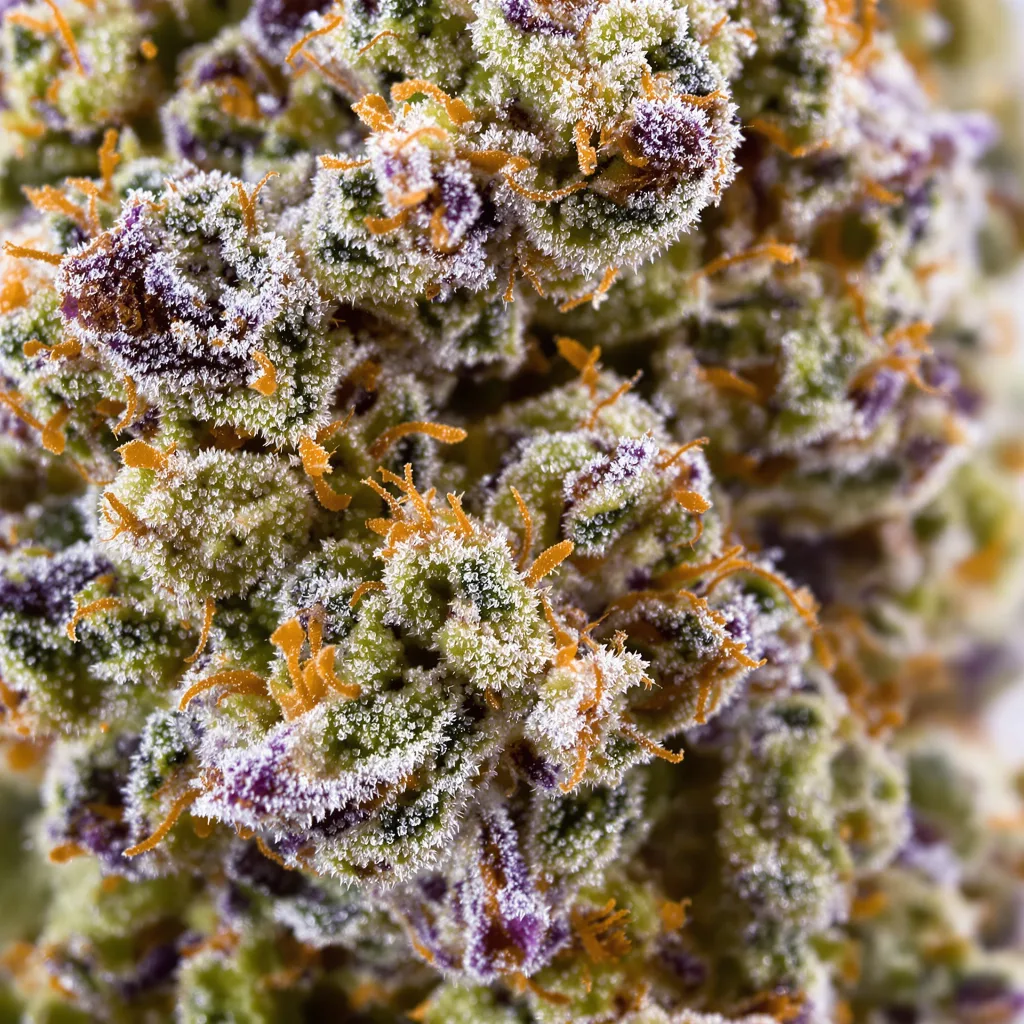 Gros plan de fleur de cannabis Sister Glue montrant structure équilibrée avec trichomes givrés