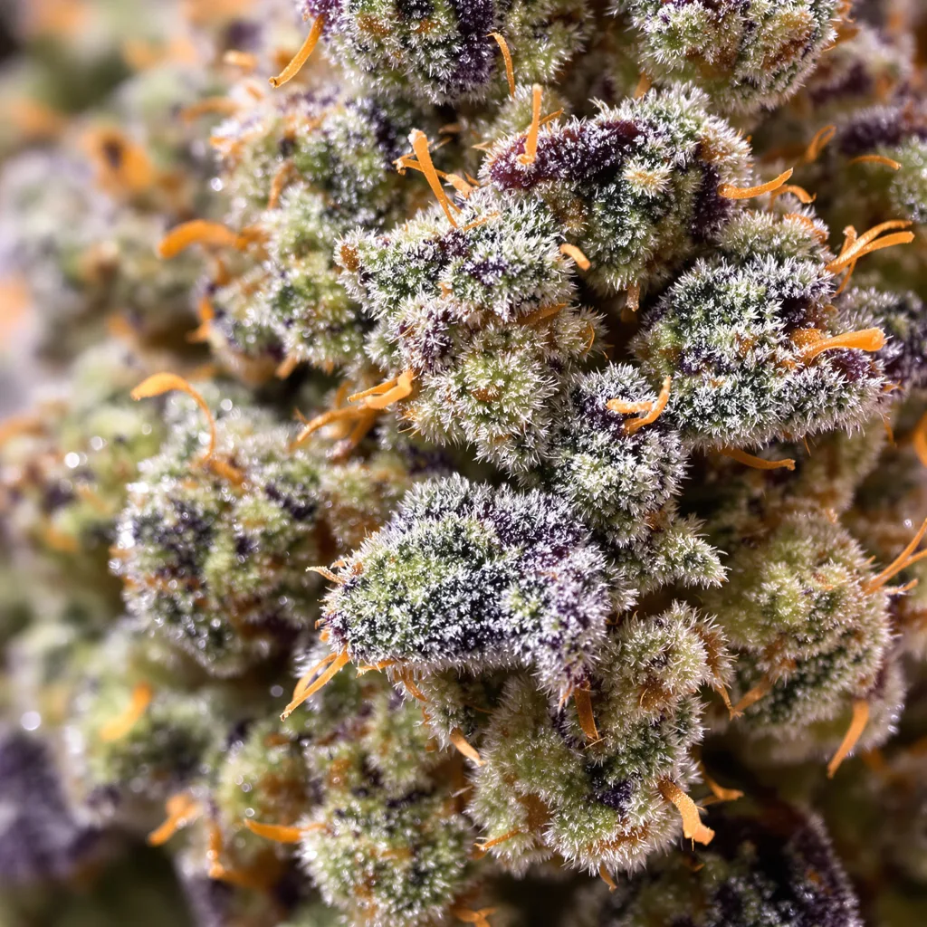 Gros plan de fleur de cannabis Skunk No. 1 montrant structure équilibrée avec trichomes givrés