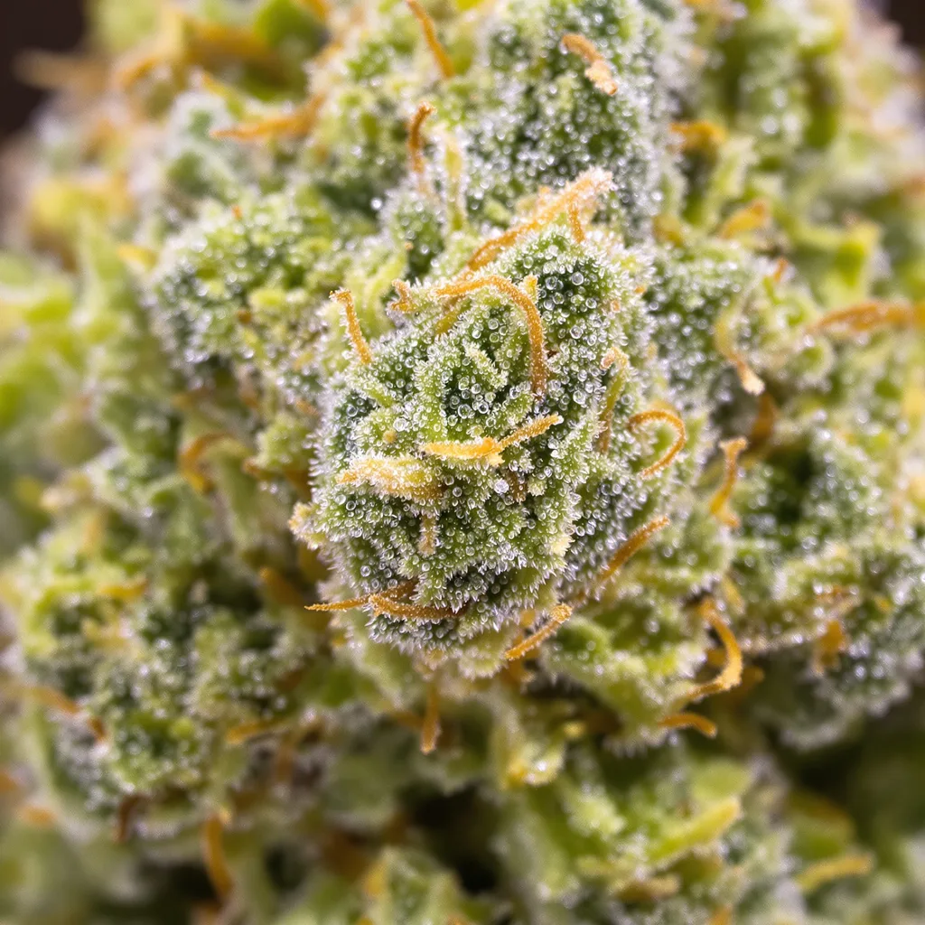 Gros plan de fleur de cannabis Skunky Jack montrant structure aérée vert lime