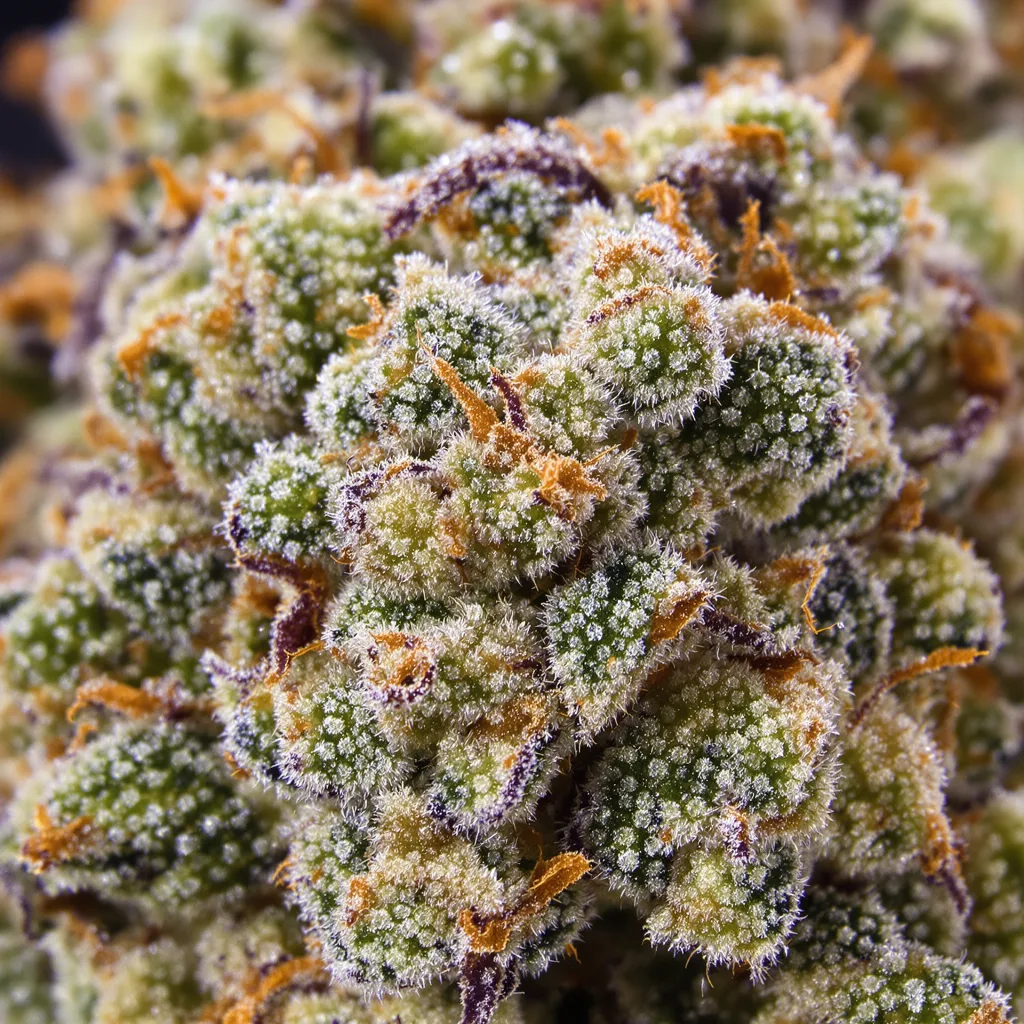 Gros plan de fleur de cannabis Skywalker OG montrant structure équilibrée avec trichomes givrés