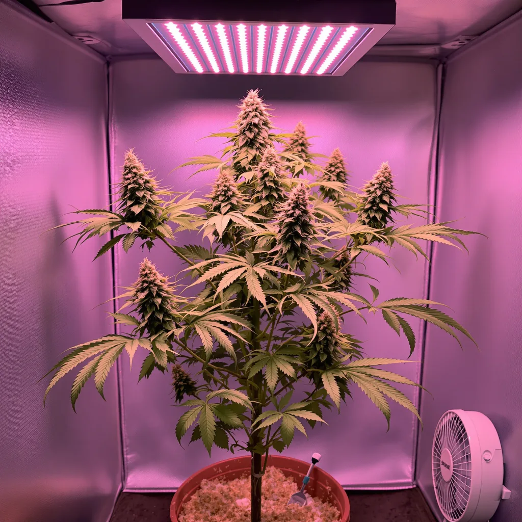 Plante de cannabis Smelliot en floraison — 60-100 cm autofloraison