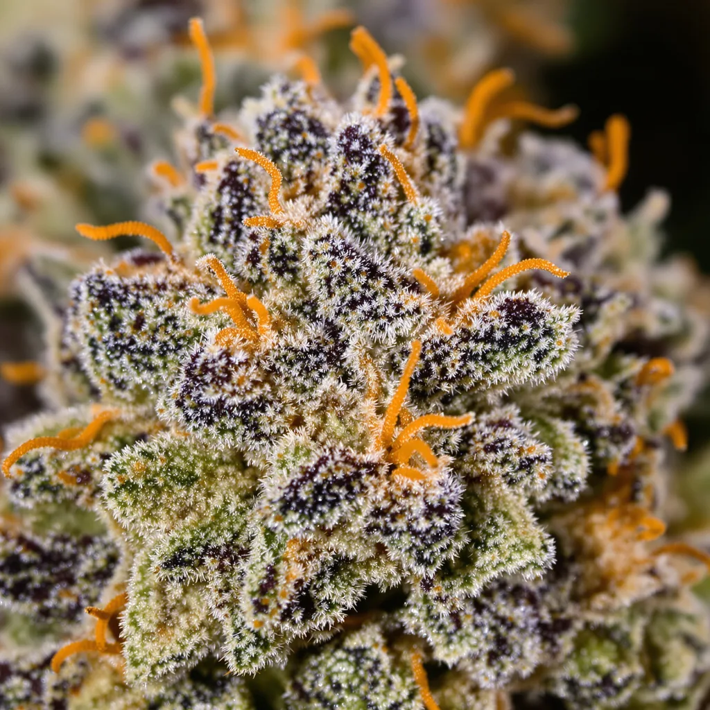 Gros plan de fleur de cannabis Snoop Dogg OG montrant calices denses aux reflets violets