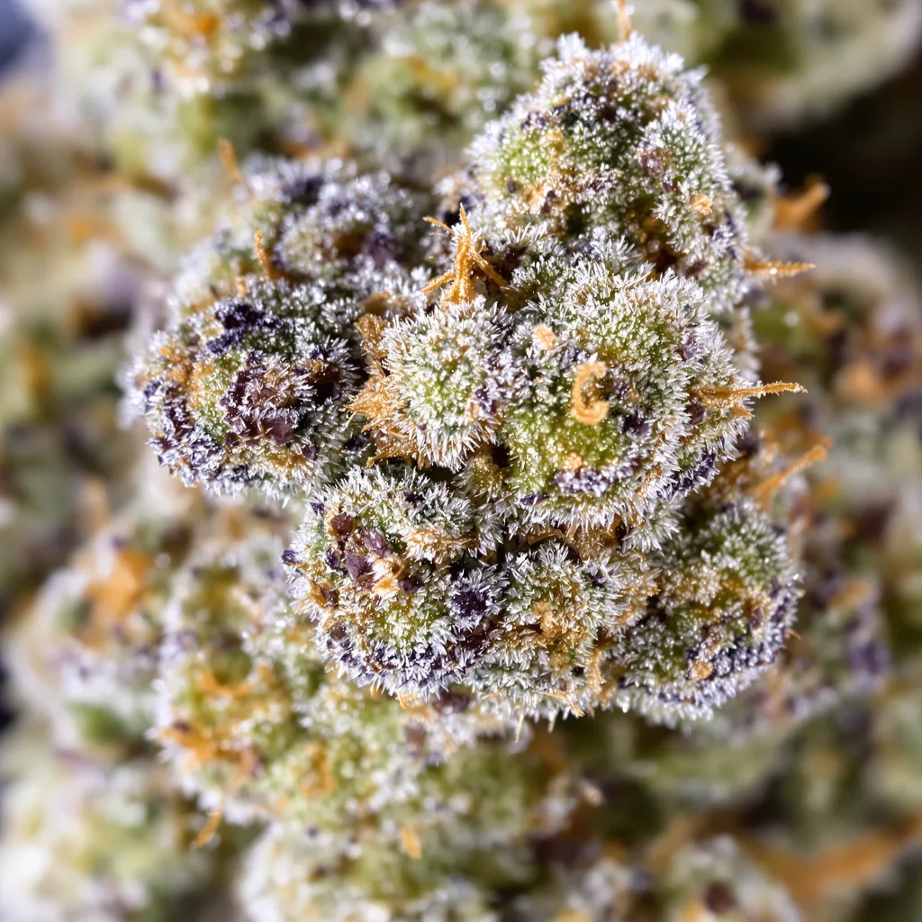 Gros plan de fleur de cannabis Snow Leopard montrant structure équilibrée avec trichomes givrés