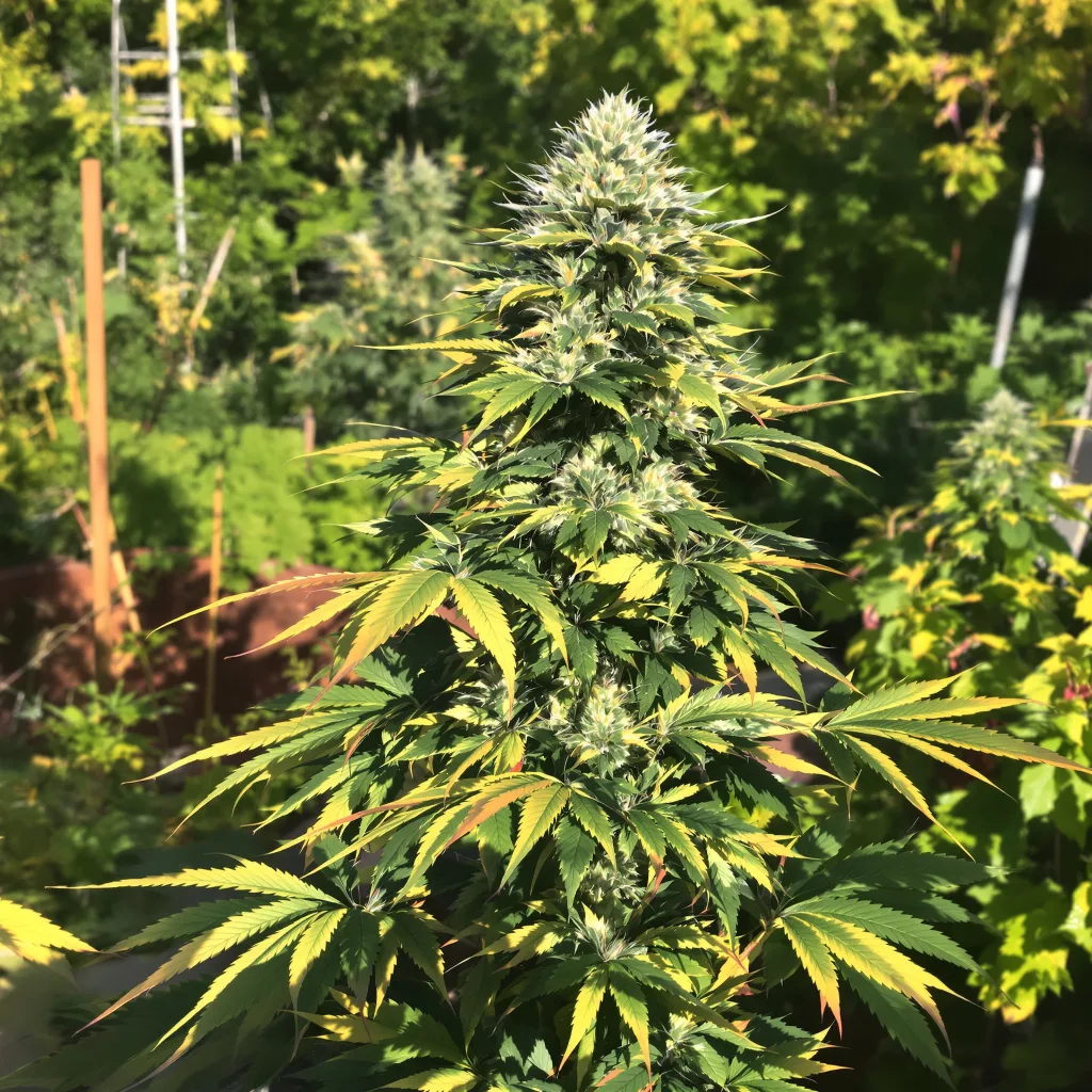 Snow Leopard 44% indica / 56% sativa — fleur avec trichomes visibles