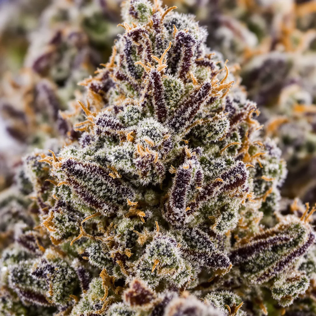 Gros plan de fleur de cannabis Snow Monster montrant calices denses aux reflets violets