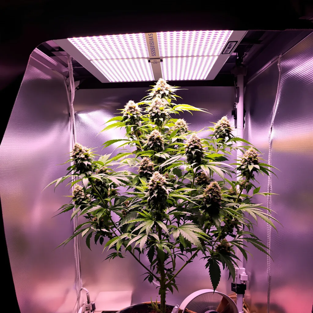 Plante de cannabis Snowcap en floraison — 120-180 cm féminisée