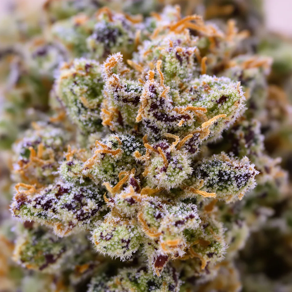Gros plan de fleur de cannabis Soul Shine montrant structure équilibrée avec trichomes givrés