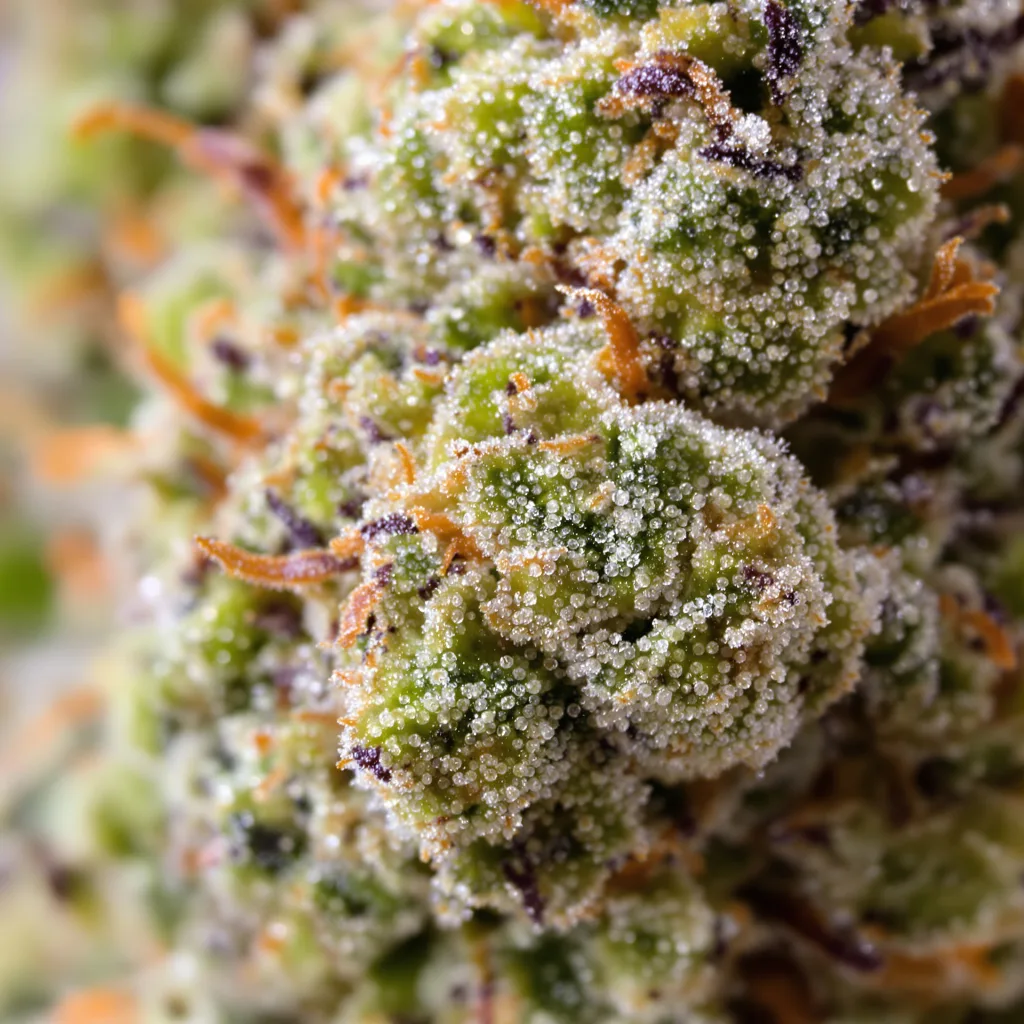 Gros plan de fleur de cannabis Sour Alien montrant structure ouverte avec pistils orangés
