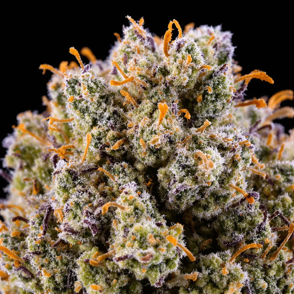 Gros plan de fleur de cannabis Sour Alien montrant structure ouverte avec pistils orangés