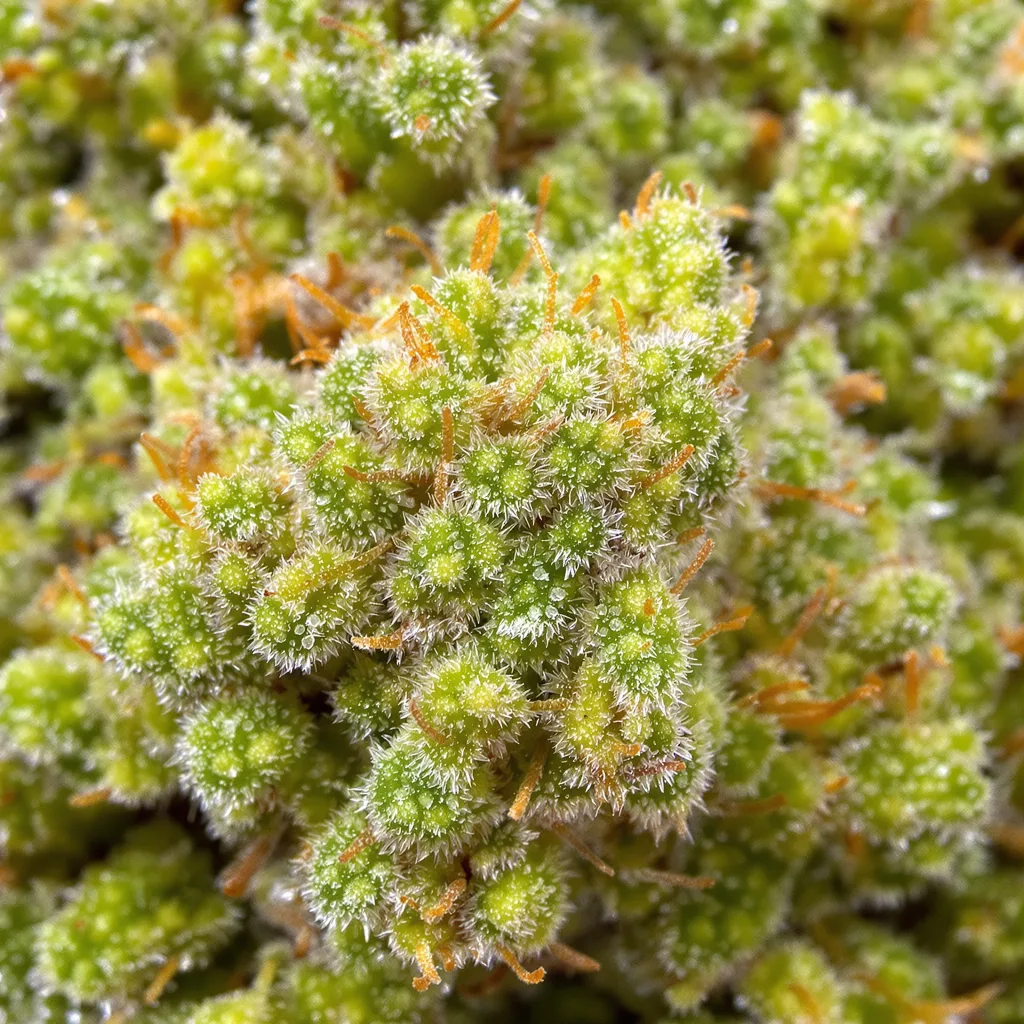 Gros plan de fleur de cannabis Sour Amnesia montrant structure aérée vert lime