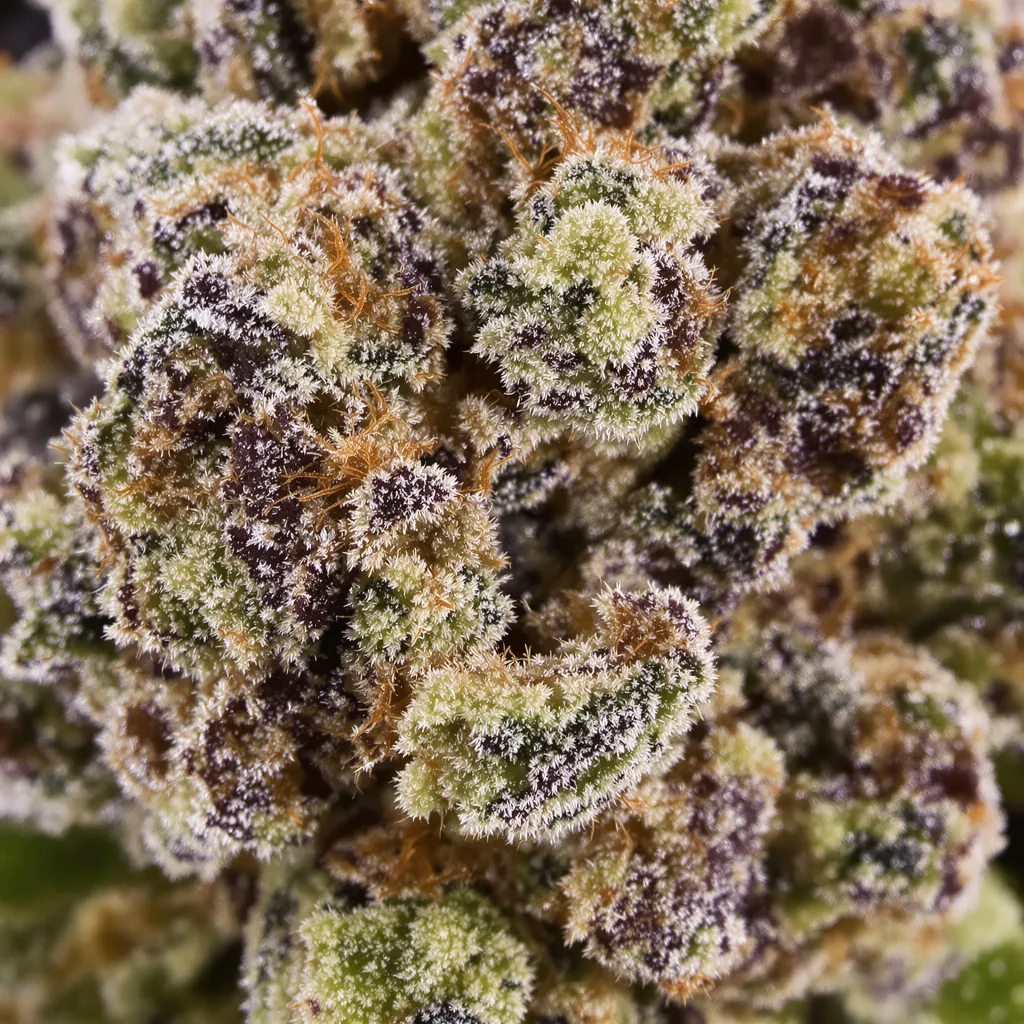 Gros plan de fleur de cannabis Sour Apple montrant calices denses aux reflets violets
