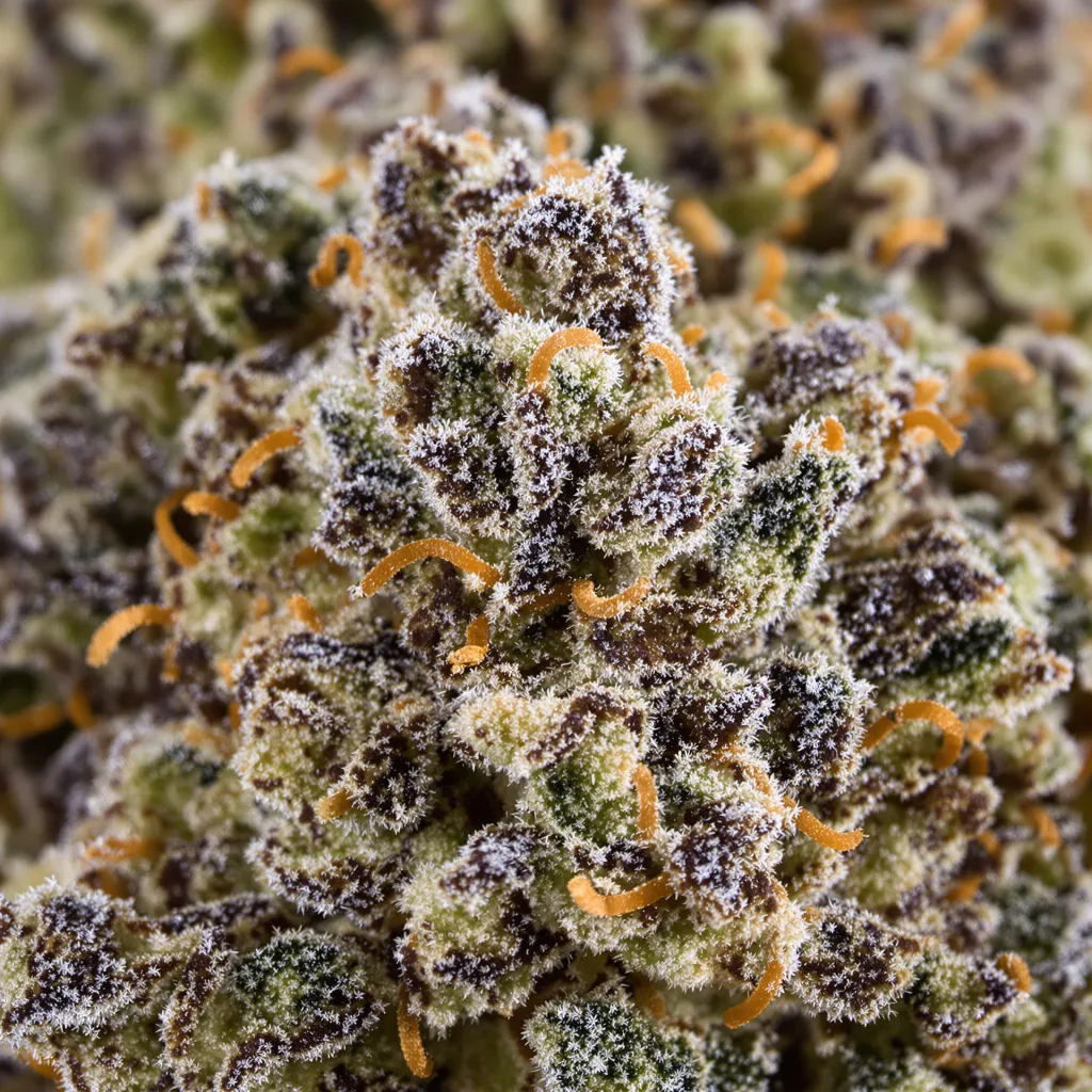 Gros plan de fleur de cannabis Sour Apple montrant calices denses aux reflets violets