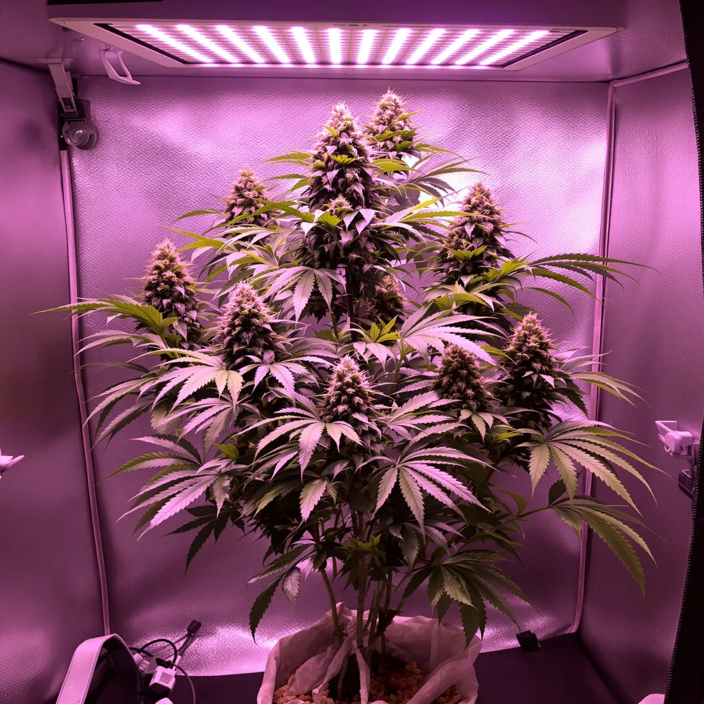 Plante de cannabis Sour Cheese en floraison — 60-100 cm autofloraison