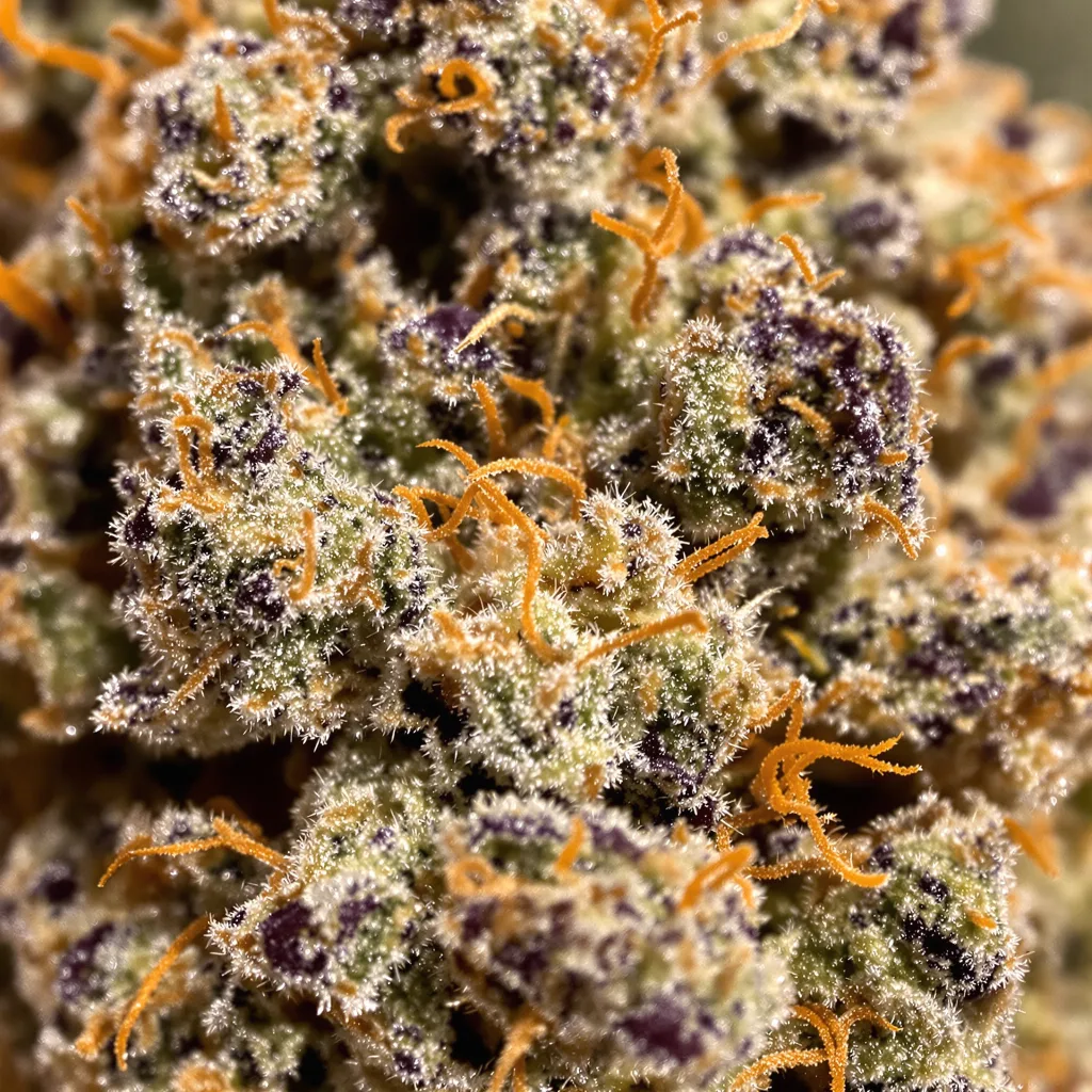 Gros plan de fleur de cannabis Sour Cheese montrant calices denses aux reflets violets