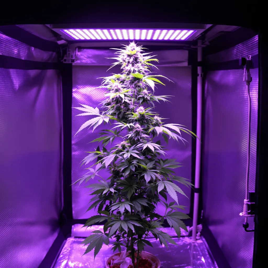 Plante de cannabis Sour Cookies en floraison — 150-200 cm féminisée