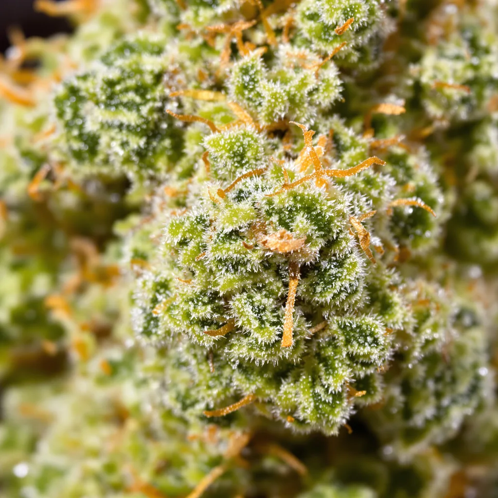 Gros plan de fleur de cannabis Sour Cream montrant structure aérée vert lime
