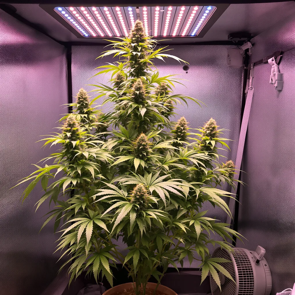 Plante de cannabis Sour Diesel en floraison — 150-200 cm féminisée