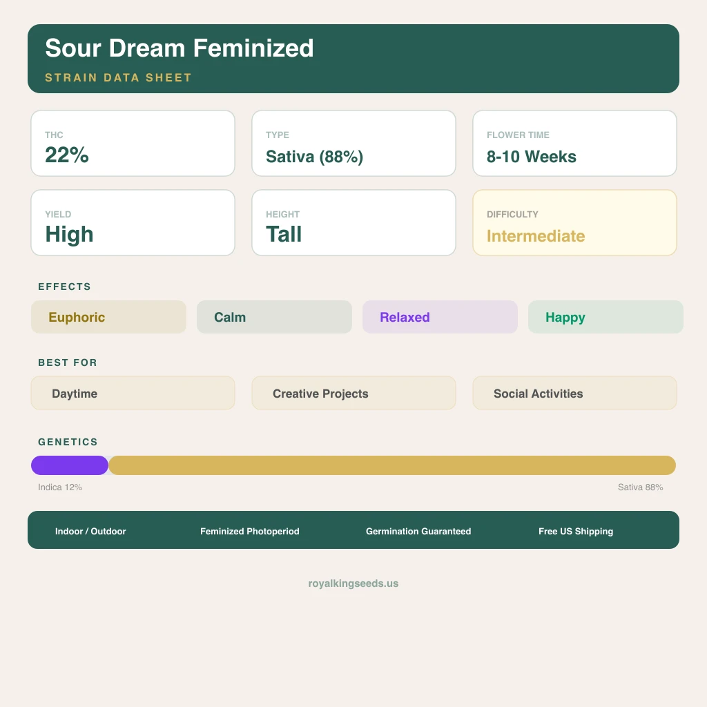 Sour Dream 12% indica / 88% sativa — fleur avec trichomes visibles