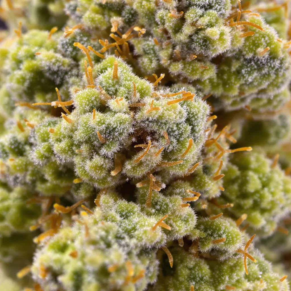 Gros plan de fleur de cannabis Sour Dream montrant structure aérée vert lime