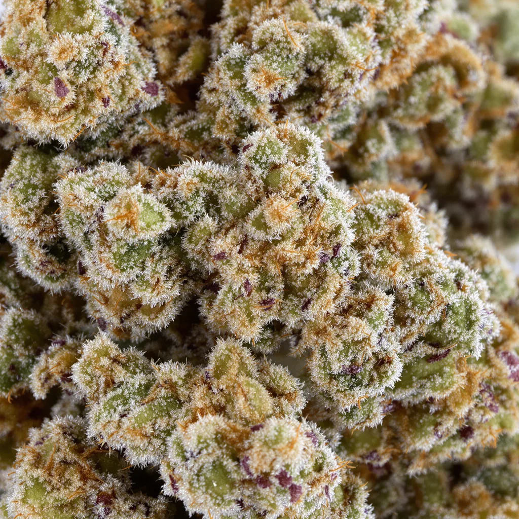 Gros plan de fleur de cannabis Sour Girl montrant structure équilibrée avec trichomes givrés