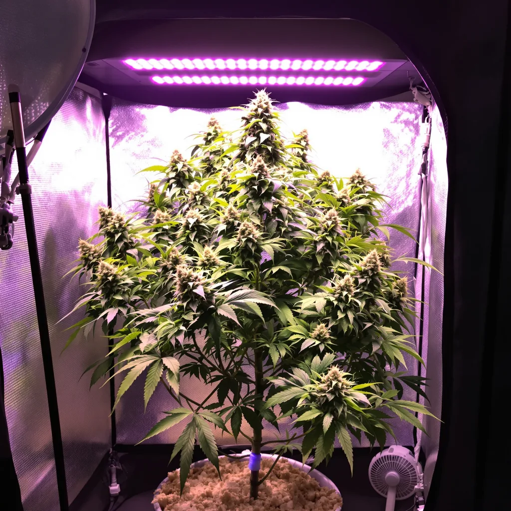 Plante de cannabis Sour Grape en floraison — 120-180 cm féminisée