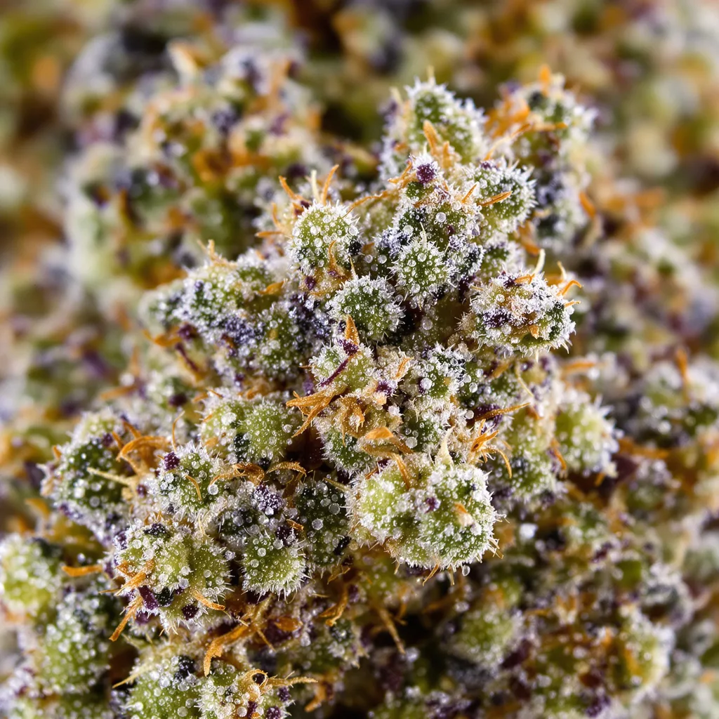 Gros plan de fleur de cannabis Sour Grape montrant structure équilibrée avec trichomes givrés