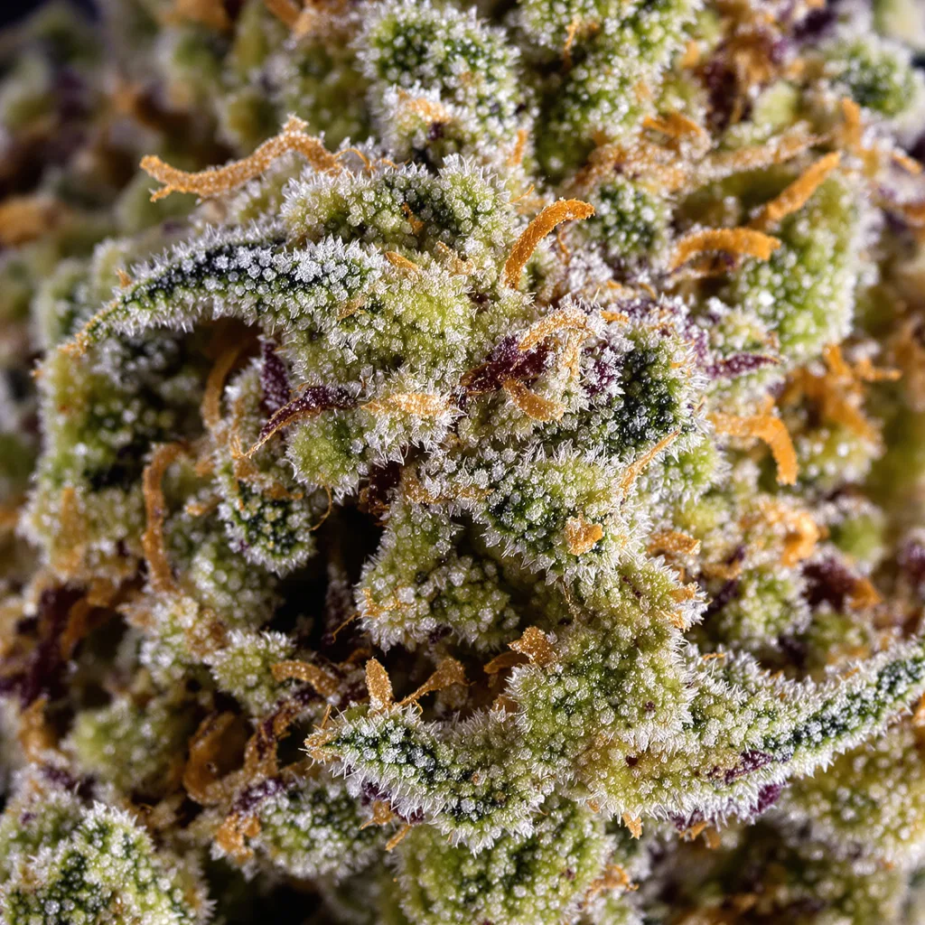 Gros plan de fleur de cannabis Sour OG montrant nugs denses vert forêt