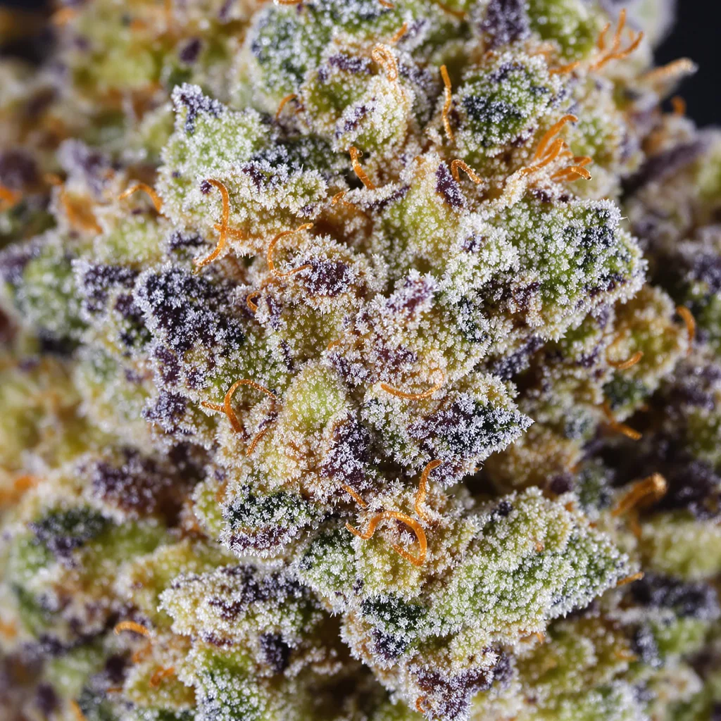 Gros plan de fleur de cannabis Space Candy montrant structure équilibrée avec trichomes givrés