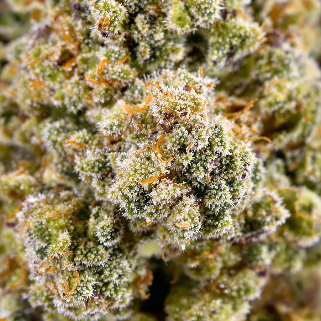 Gros plan de fleur de cannabis Space Queen montrant structure équilibrée avec trichomes givrés