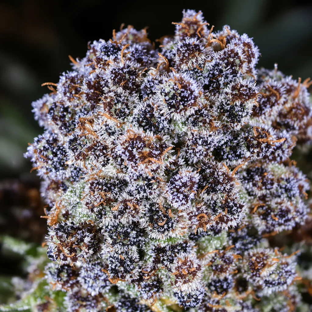 Gros plan de fleur de cannabis Special Kush #1 montrant calices denses aux reflets violets