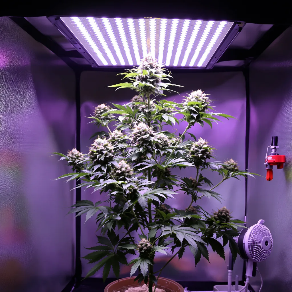 Plante de cannabis Special Queen en floraison — 120-180 cm féminisée