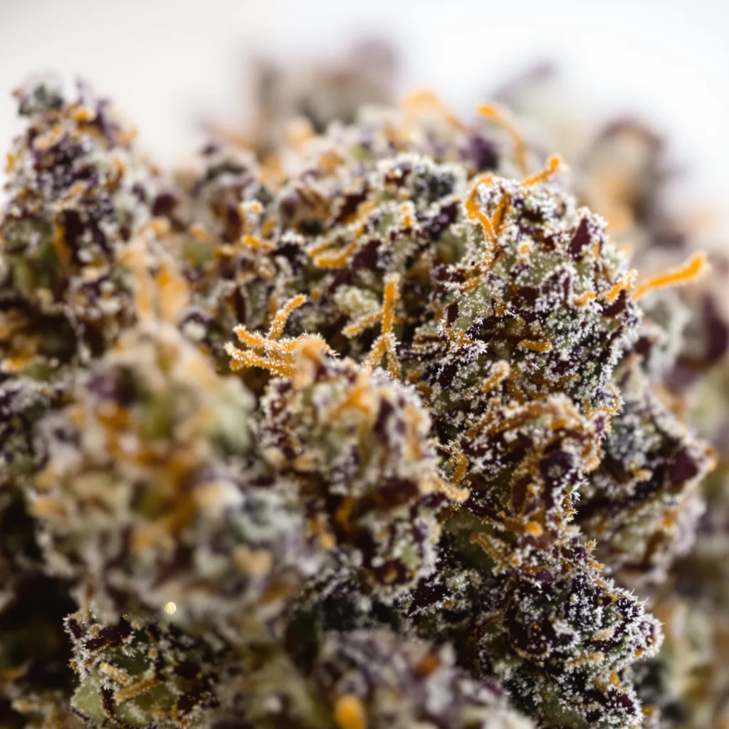Gros plan de fleur de cannabis Special Reserve Black Lime montrant calices denses aux reflets violets