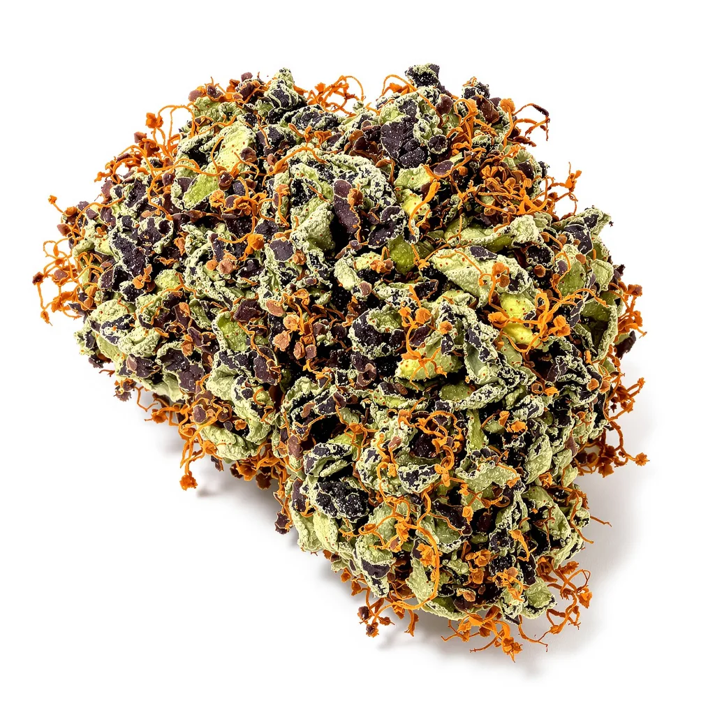 Star Berry 68% indica / 32% sativa — fleur avec trichomes visibles