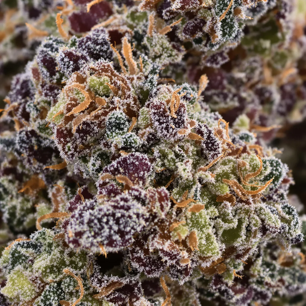 Gros plan de fleur de cannabis StarBud montrant calices denses aux reflets violets