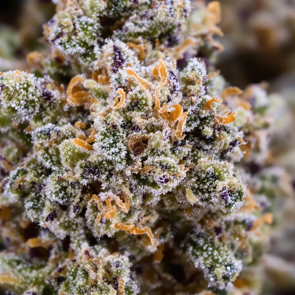 Gros plan de fleur de cannabis Sticky Dickie montrant nugs denses vert forêt