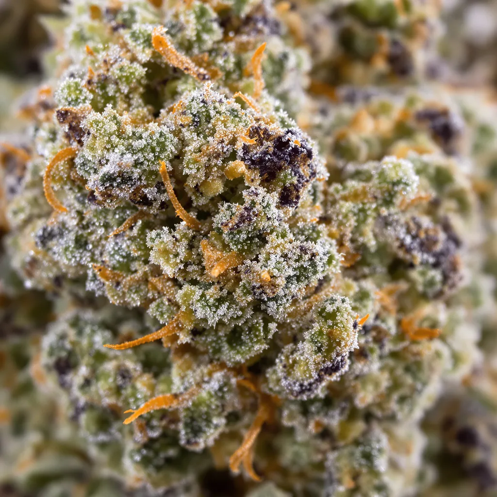 Gros plan de fleur de cannabis Sticky Dickie montrant nugs denses vert forêt