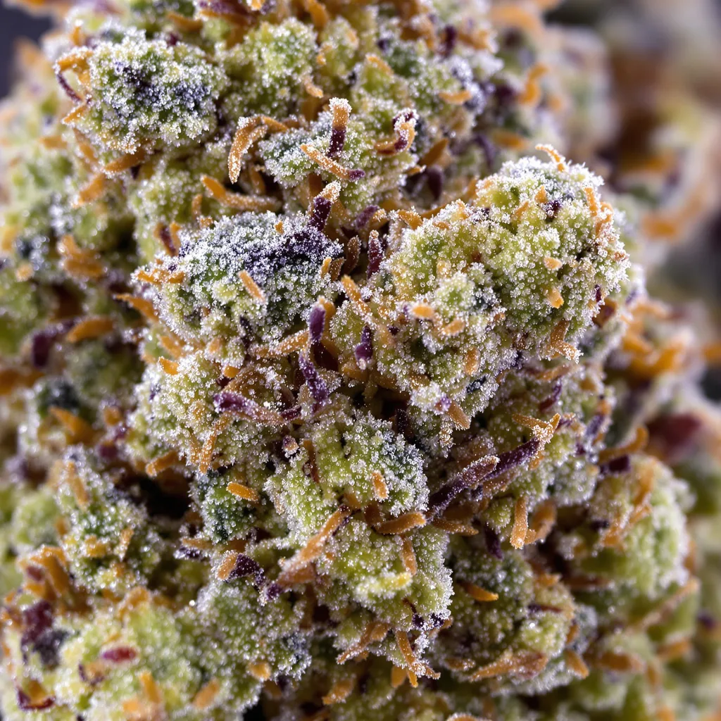 Gros plan de fleur de cannabis Strawberry Cheese montrant structure équilibrée avec trichomes givrés