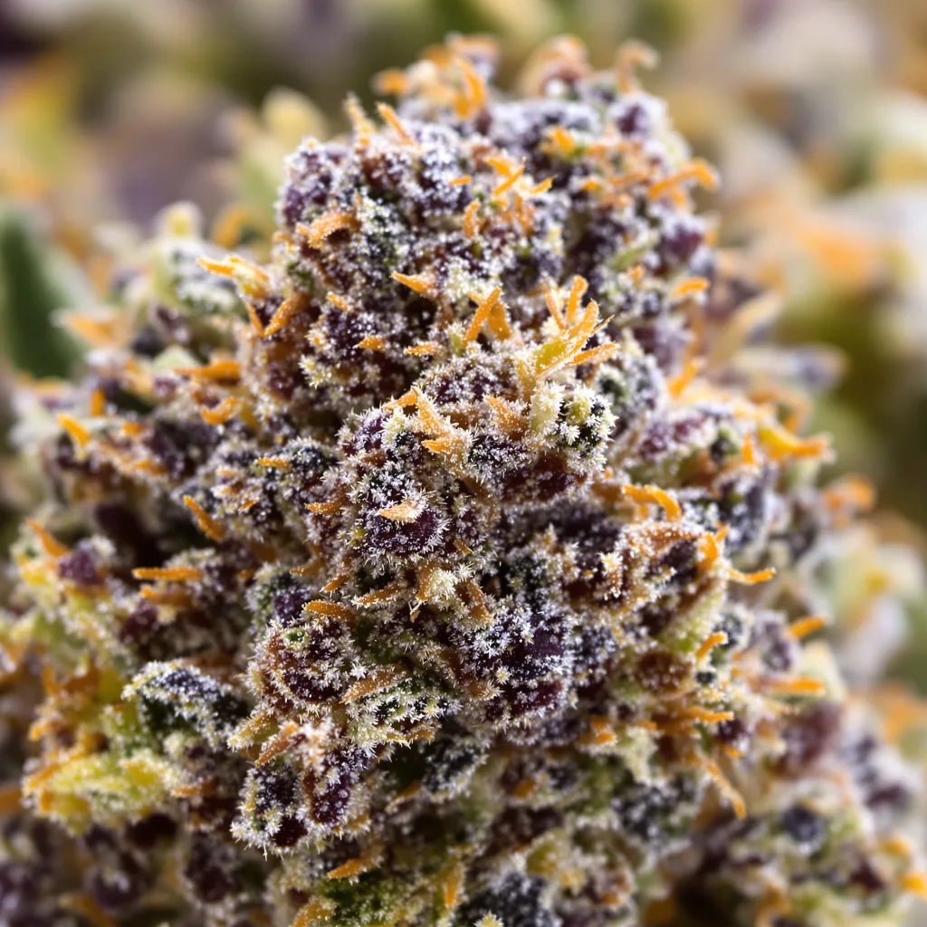 Gros plan de fleur de cannabis Strawberry Cheesecake montrant calices denses aux reflets violets