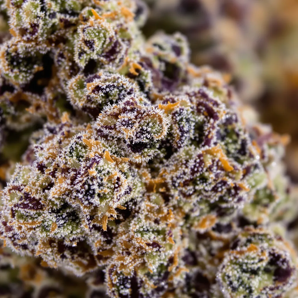 Gros plan de fleur de cannabis Strawberry Cheesecake montrant calices denses aux reflets violets