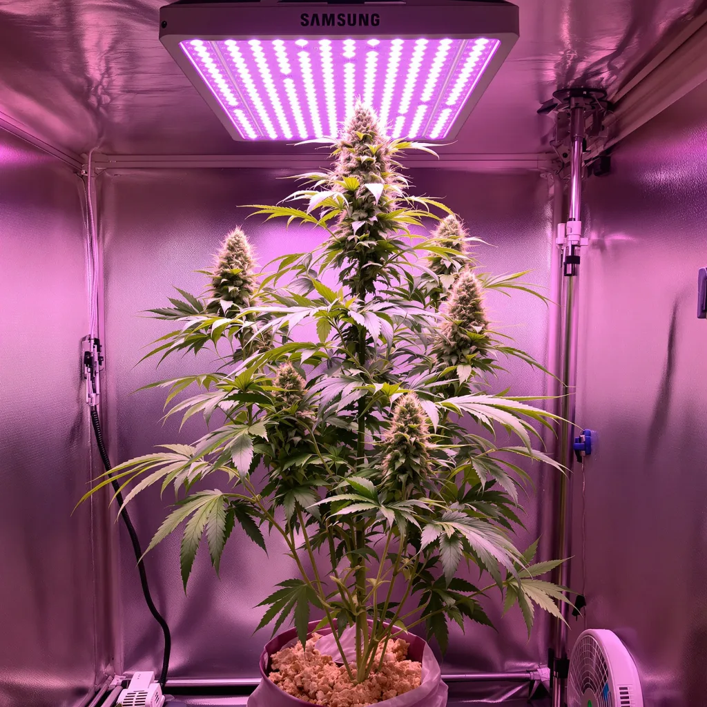 Plante de cannabis Strawberry Cough en floraison — 150-200 cm féminisée