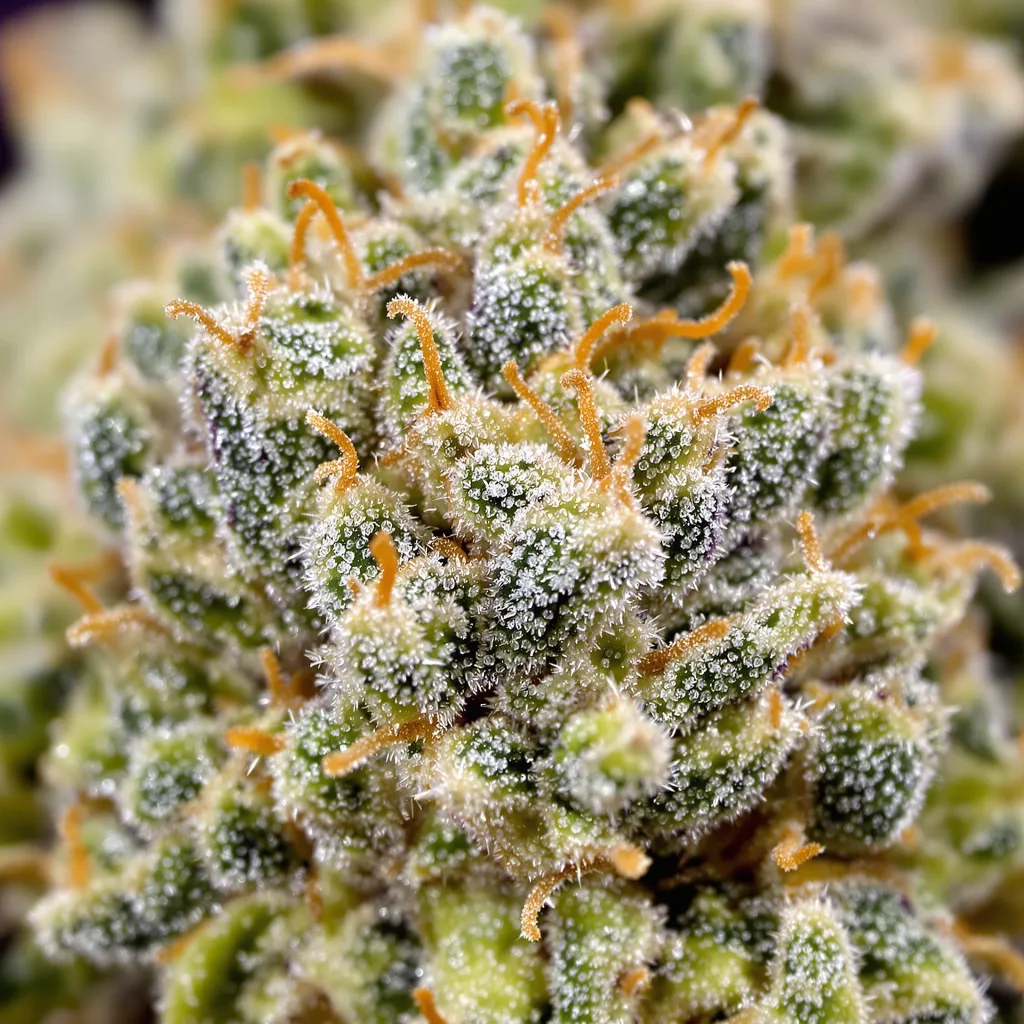 Gros plan de fleur de cannabis Strawberry Fields montrant nugs denses vert forêt