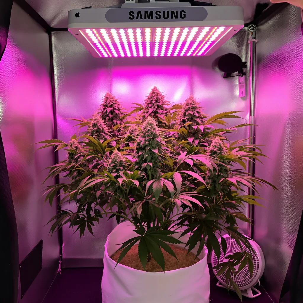 Plante de cannabis Strawberry Gorilla en floraison — 60-100 cm autofloraison