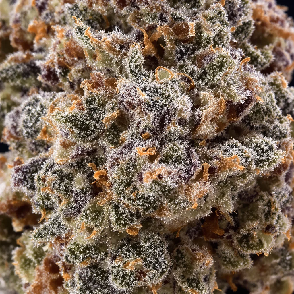Gros plan de fleur de cannabis Strawberry Gorilla montrant calices denses aux reflets violets
