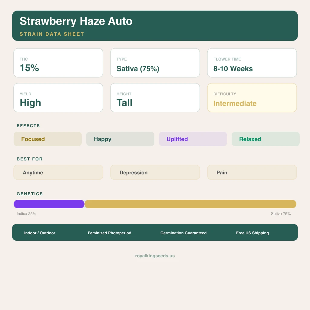 Strawberry Haze 25% indica / 75% sativa — fleur avec trichomes visibles