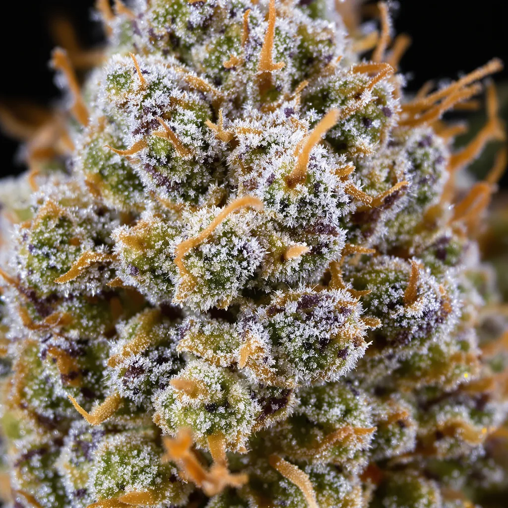 Gros plan de fleur de cannabis Strawberry Lemonade montrant structure ouverte avec pistils orangés