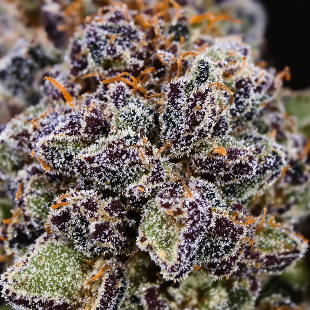 Gros plan de fleur de cannabis Sugar Black Rose montrant calices denses aux reflets violets