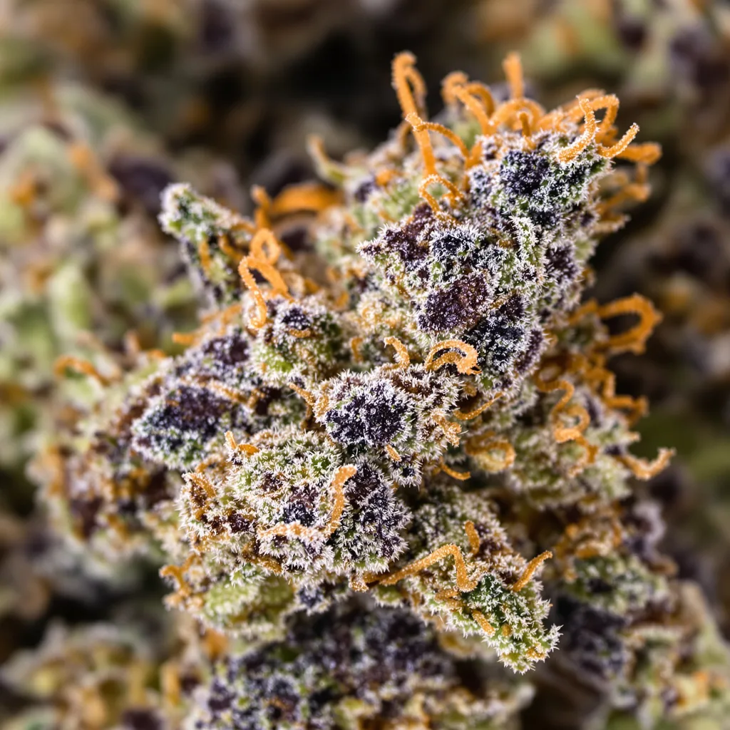 Gros plan de fleur de cannabis Sugar Black Rose montrant calices denses aux reflets violets