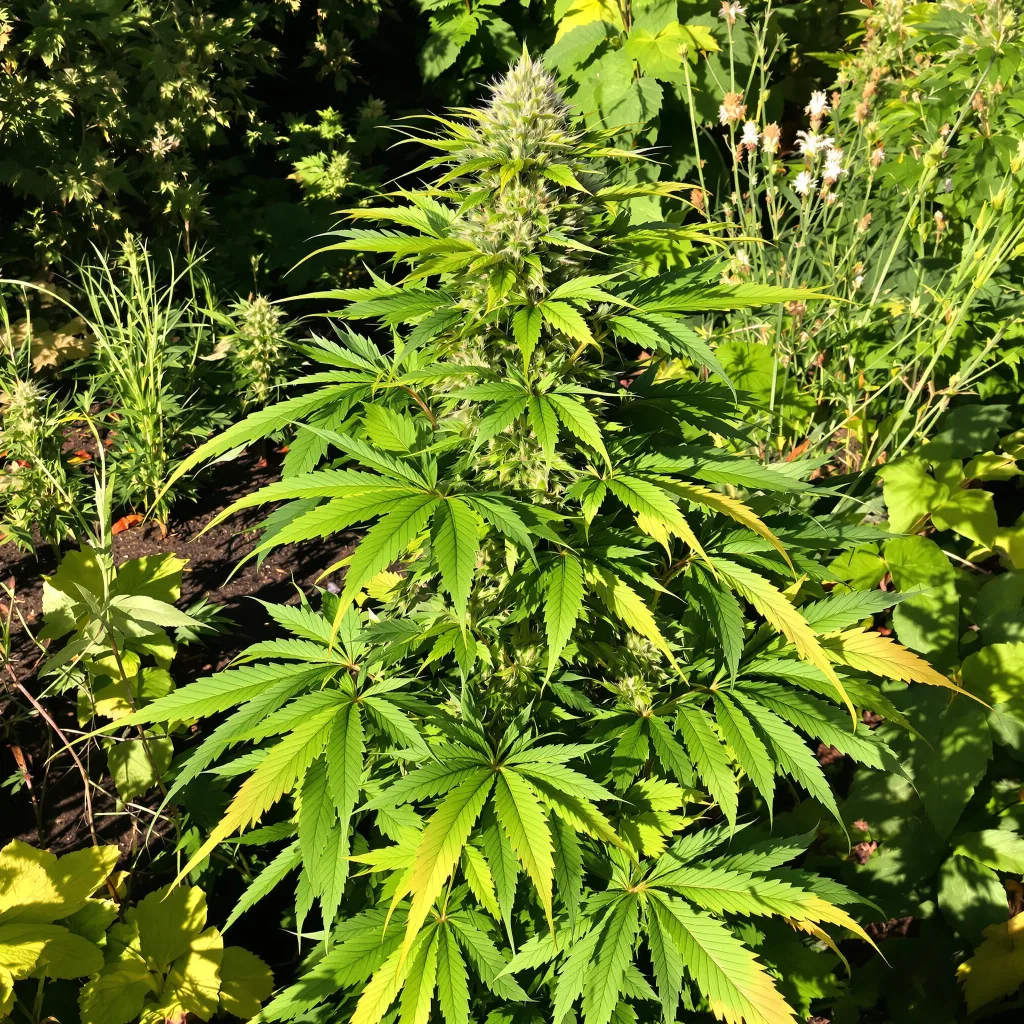 Sugar Black Rose 88% indica / 12% sativa — fleur avec trichomes visibles