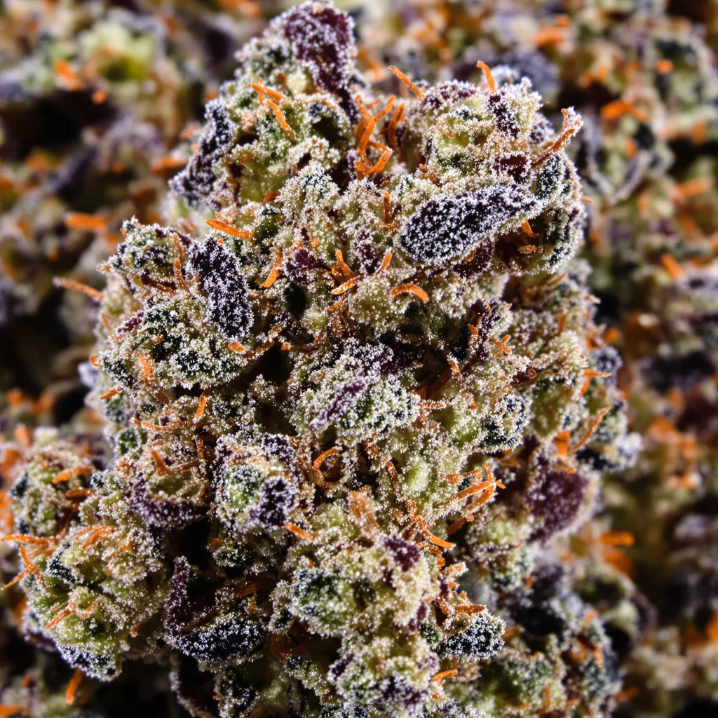Gros plan de fleur de cannabis Sugar Kush montrant calices denses aux reflets violets