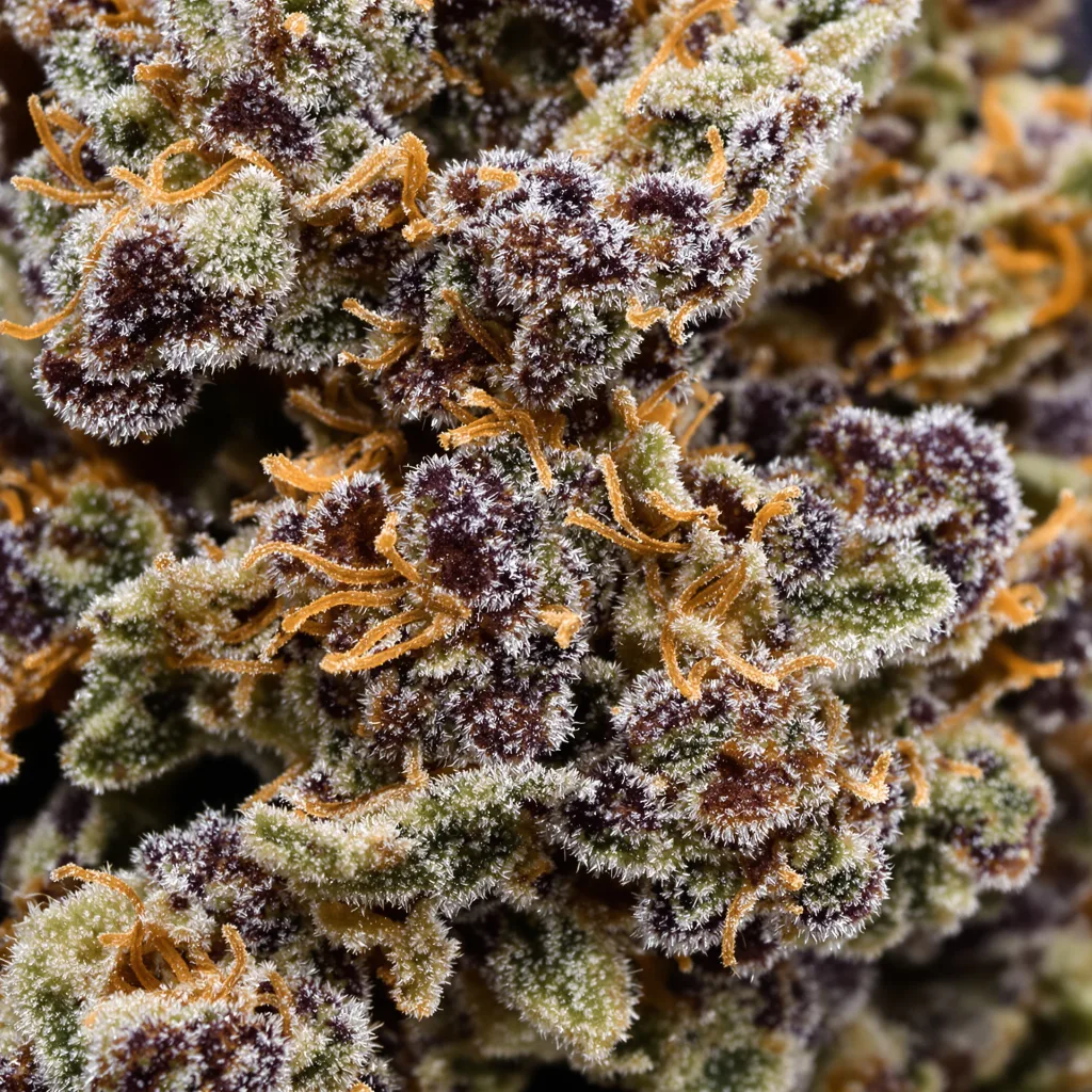 Gros plan de fleur de cannabis Sugar Mama montrant calices denses aux reflets violets